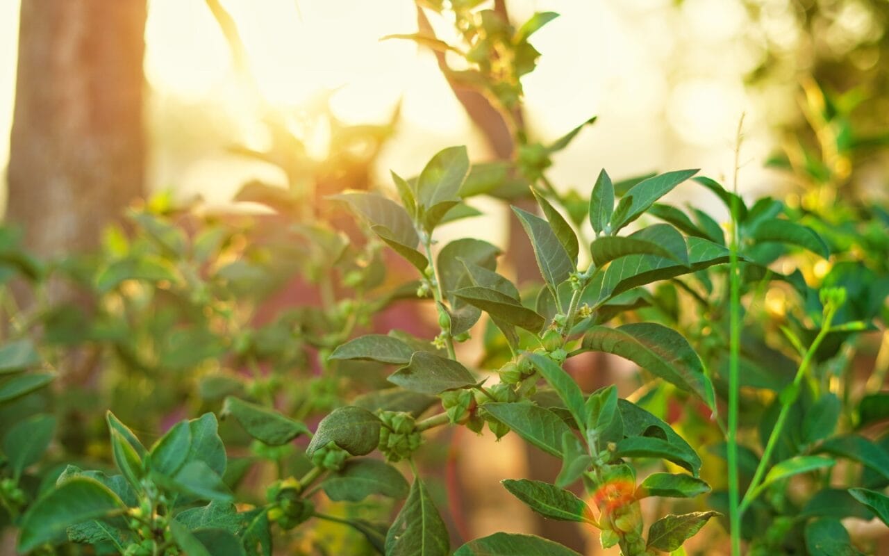 Ashwagandha